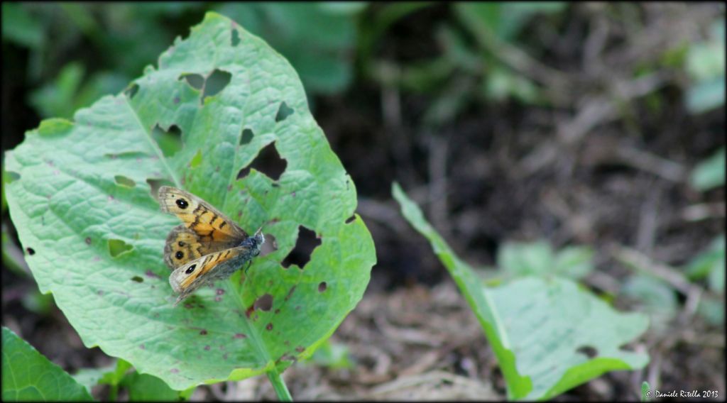 Richiesta identificazione!!! Lasiommata megera, Nymphalidae